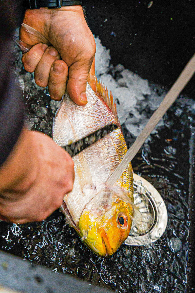 Person schuppt einen frischen Fisch unter fließendem Wasser in einem Spülbecken.